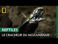 Le redoutable crachat du cobra cracheur du Mozambique