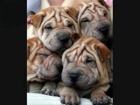 shar pei - the wrinkle dog