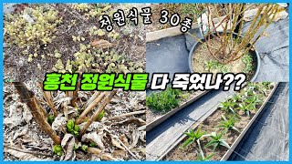 짱추운 홍천 정원에서 거뜬히 월동하는 정원식물 30종 살펴볼까요??
