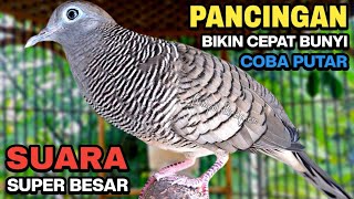 Download lagu Perkutut Lokal Gacor Suara Kung Besar Pancingan Burung Perkutut Agar Bunyi. mp3