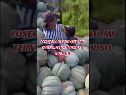COSECHA DE ZAPALLO. EN PAMPA DEL INDIO  .CHACO