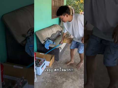 งูพันธ์อะไรทุกคน มีพิษไหมตัวนี้😭 #ไอต้าวศิลา #ศิลา #คลายเครียด #ดูให้จบ