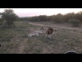 Rare Footage Of White Lions Mating