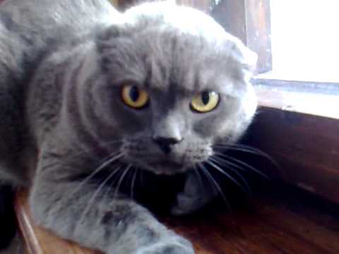 angry cat British Shorthair
