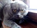Angry Cat British Shorthair