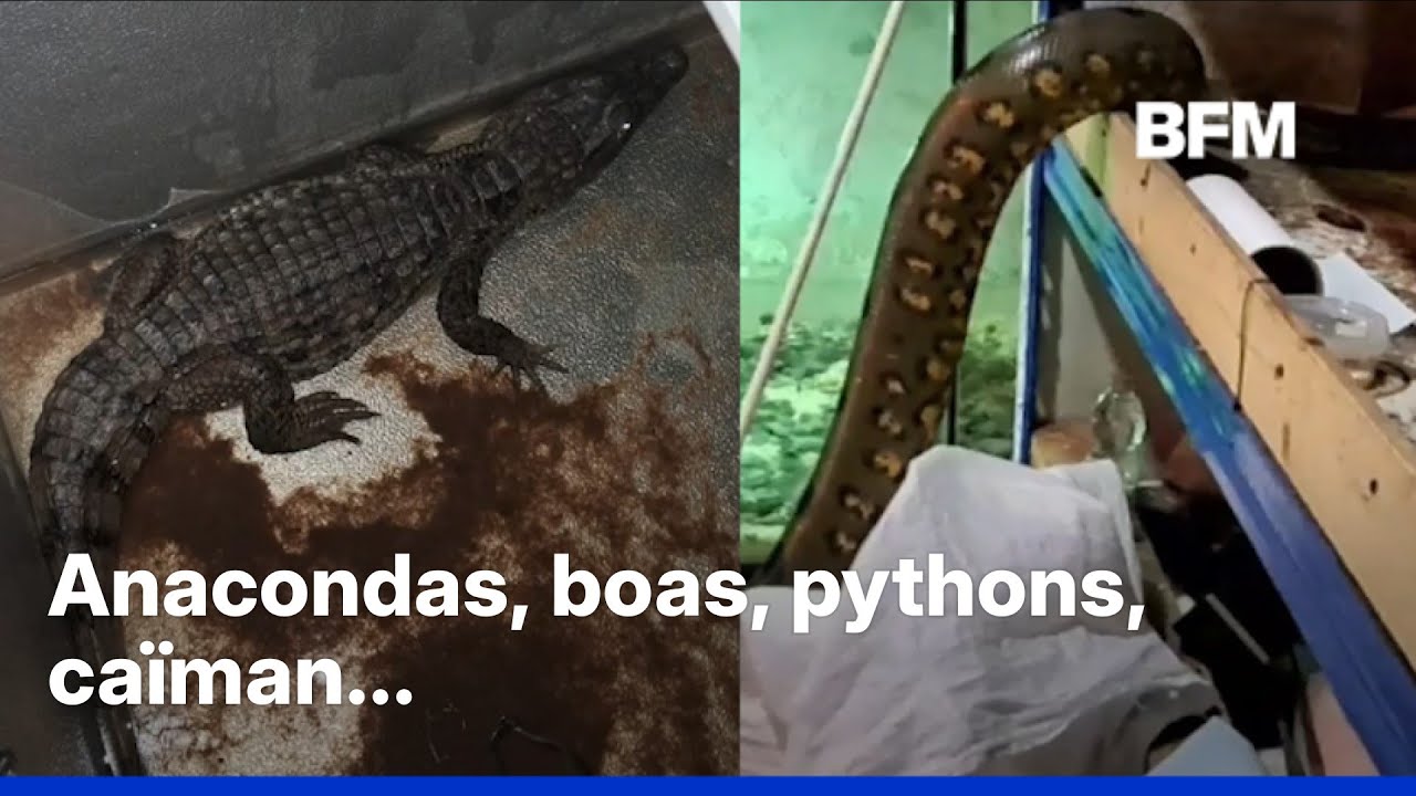 Italie: les carabiniers saisissent une spectaculaire collection de reptiles détenus illégalement