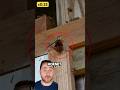 How Japanese Honeybees Take Down A Murder Hornet!