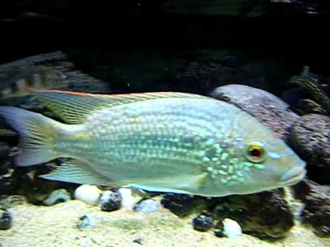 Oreochromis tanganicae