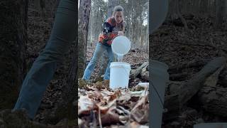 Day 9 of Maple Tapping Season: HOW MUCH SAP DID WE GET?  #homestead #maplesyrup #diy #country #wow