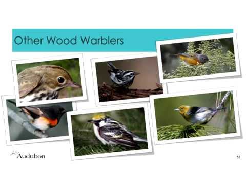 Bird Conservation in the Face of Climate Change