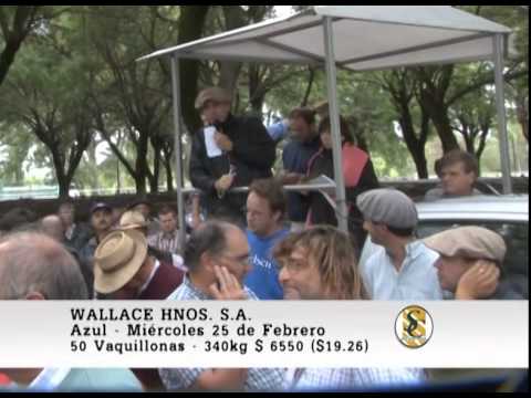 Wallace Hnos. S.A. - Azul - Venta Hembras - 25/02/2015