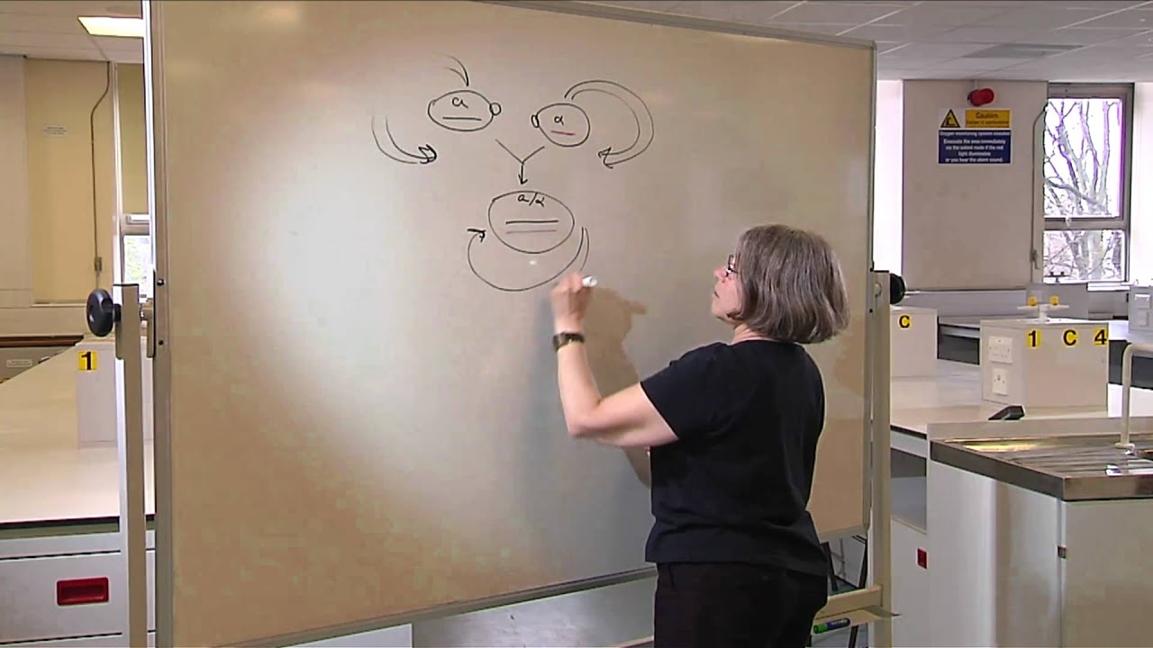 The Life Cycle of Yeast - Professor Rhona Borts