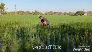 Download lagu Story wa kocak (kartonyono medot janji) mp3