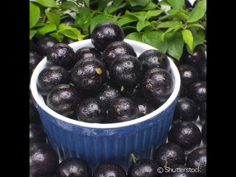 Lance no Campo: morador de Faxinal dos Guedes cultiva Jabuticabeiras