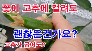 꽃이 고추에 걸려도 괜찮은건가요? 고추가 구부러져도? 고추생리장해, 꽃걸림 현상, 고추 곡과 현상(고추재배,…