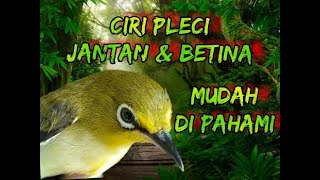Download lagu Ciri Pleci jantan dan Betina mudah dipahami 100% akurat mp3 Download lagu Ciri Pleci jantan dan Betina mudah dipahami 100% akurat mp3