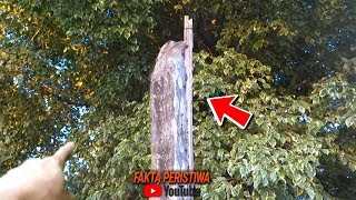Download lagu Untung Aja Direkam!! Sempat Dikira Kayu, Tiba² Saat Dipegang Bergerak!! Tak Disangka Ternyata... mp3