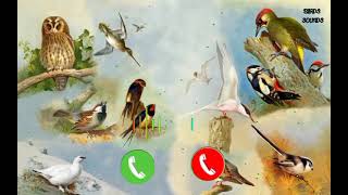 Download lagu birds sound mix sound animal RINGTONE ##### &&&AS EDITOR & & & mp3