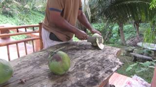 preview picture of video 'Preparing fresh coconuts to eat in the jungle near Phattalung , Southern Thailand'