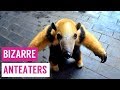 Anteaters Standing And Hugging Stuffed Toys Compilation
