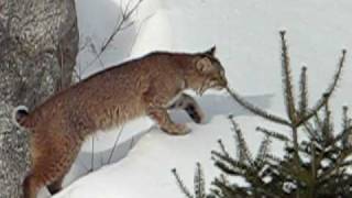 preview picture of video 'Lawrencetown Bobcat'