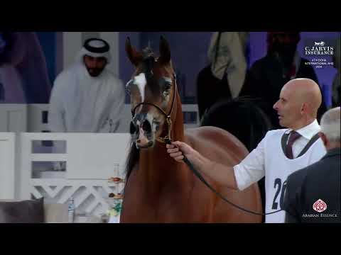 N 200 AROUB AL HAMAD   4th Doha International Arabian Horse Show 2024   Mares 4 6 Years Old Class 7B