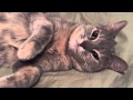 Sophie The Cat