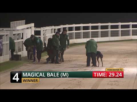 2017 ECC TIMBER PUPPY DERBY - 2ND SEMI - T4 MAGICAL BALE