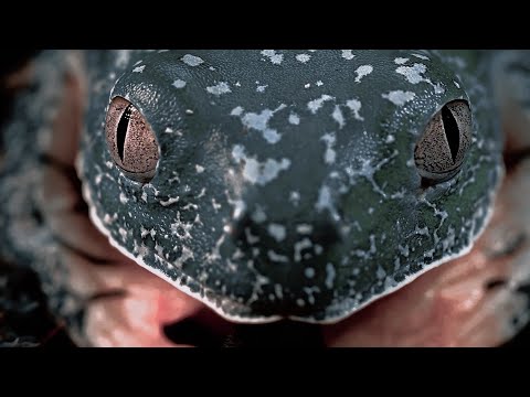 Vermont - Survey Selva (Official Music Video)