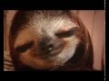 New Animal Planet Meet the Sloths series trailer ...