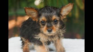 Video preview image #1 Yorkshire Terrier Puppy For Sale in KINZERS, PA, USA