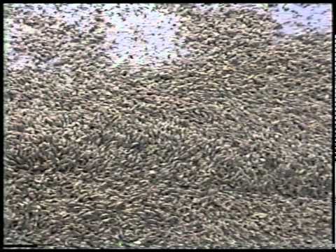 Insects swarm car - Amazing