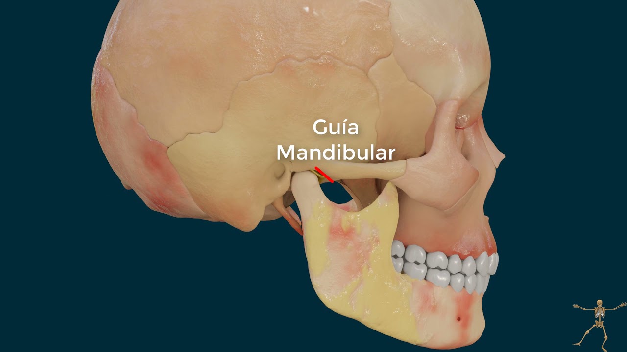 Anatomia ATM 3D. Menisco articular