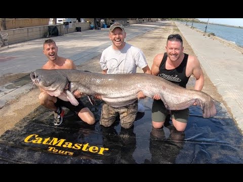 EBRO WHISKERED RIVER DRAGONS - SPECIAL EPISODE