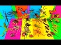 Learn Insects - Scary Bugs Creepy Spiders Kids toys - FUN Ending -Educational