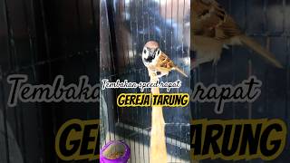 Download lagu SUARA GEREJA GACOR ‼️masteran speed tembakan rapat #birds #gerejagacor #gerejatarunggacor mp3 Download lagu SUARA GEREJA GACOR ‼️masteran speed tembakan rapat #birds #gerejagacor #gerejatarunggacor mp3