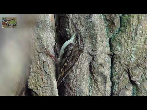 Agateador comun ( Certhia brachydactyla ) Short-toed Tr
