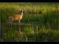 Psalm 42-43 As the Deer