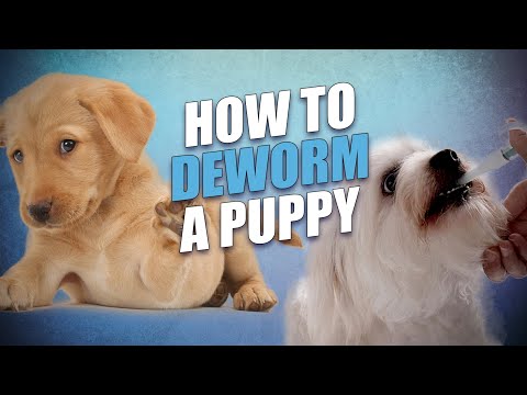 How to Deworm a Puppy Yourself At Home (and what you must know beforehand)