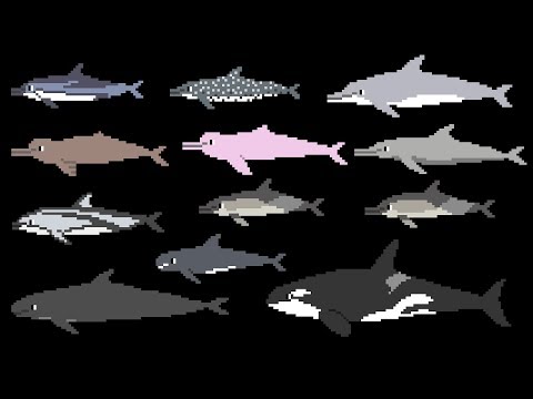 Dolphins - Bottlenose Dolphin, Killer Whale - Animals - The Kids' Picture Show (Educational Video)