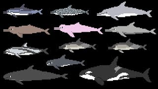 Dolphins - Bottlenose Dolphin, Killer Whale - Animals - The Kids&#39; Picture Show (Educational Video)