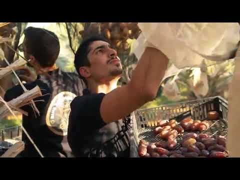 The finest Organic Medjool Dates from King Solomon