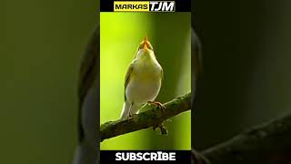 Download lagu TEMBAKANYA GAK ADA OBAT UNTUK MASTERAN BURUNG KECIL PLECI SOGON KONIN  #shortvideo #shortsfeed mp3