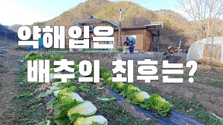 텃밭농사. 약해 입었던 배추 김장할 수 있을까?