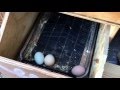How to stop chickens from eating their own eggs - EASY DESIGN
