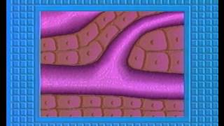 Der Mensch: Der Kreislauf