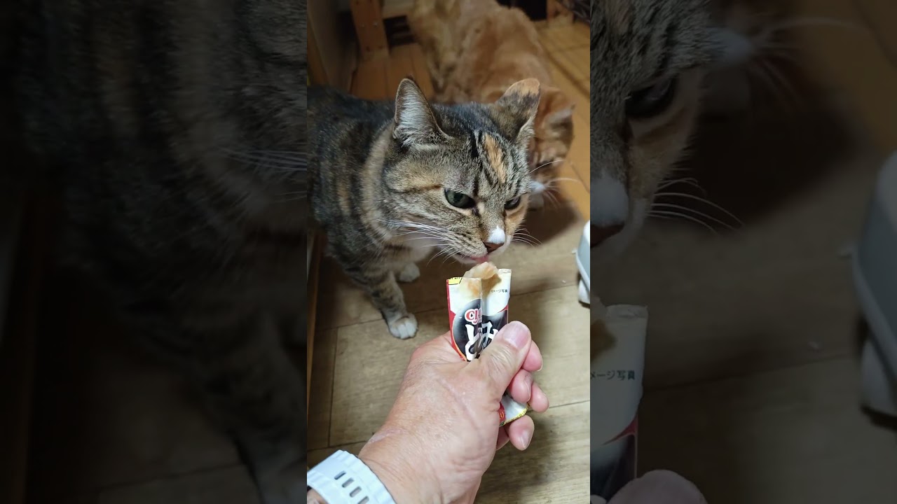 2026 01 16　02　猫動画ショートですニャン ‐ #cat #子ネコ #猫 #catsofyoutube #cats