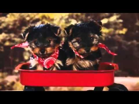 60 Seconds Of Cute Yorkshire Terrier Puppies!
