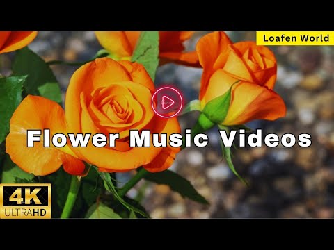 Breathtaking Colors of Nature in 4K II 🌹🌷 Beautiful Flowers - Sleep Relax Music UHD TV Screensaver