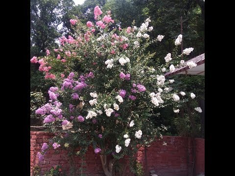download lagu mp3 mp4 Grafting Crepe Myrtle, download lagu Grafting Crepe Myrtle gratis, unduh video klip Grafting Crepe Myrtle